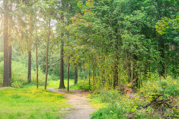 Path in the forest at summer sunset time.