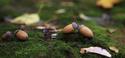 Autumn composition with acorns and leave © Виктория Дмитриева