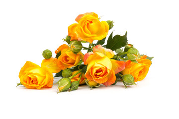 Beautifull orange roses isolated on white background. Copy space