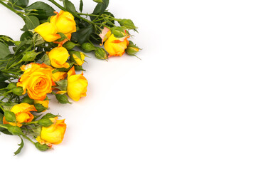 Beautifull orange roses isolated on white background. Copy space