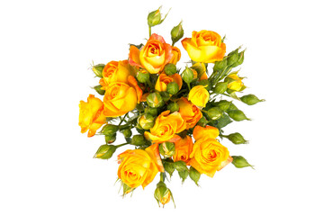 Fototapeta premium Beautifull orange roses isolated on white background. Copy space