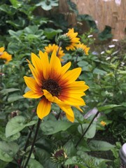 gelbe Blumen in einen Garten