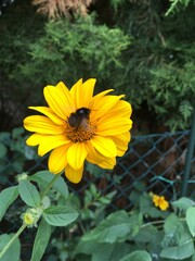 Insekt sitzt auf gelber Blume