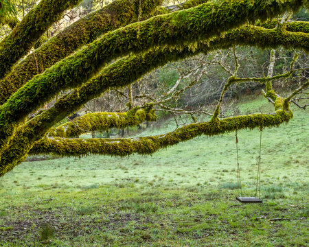 Ponderspot - A Swing Invites Visitors To Stop Awhile.  Venado, California, USA