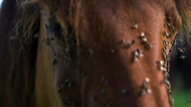 Close up image of flies bothering horse at natural park, Croatia.
