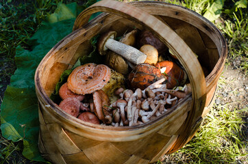 A variety of mushrooms in a wicker basket on the background of grass. Mushroom picking. Mushroom picker.