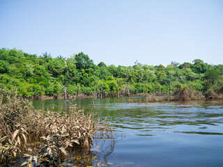 Amazon rainforest trees and river