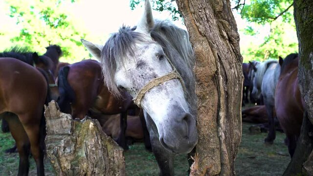Image of bored horse chewing a tree bark at Odransko Polje natural park, Croatia