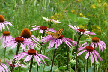Purpur-Sonnenhut, Echinacea purpurea, Blüten - Schmetterling 2