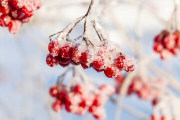 Red viburnum berries.