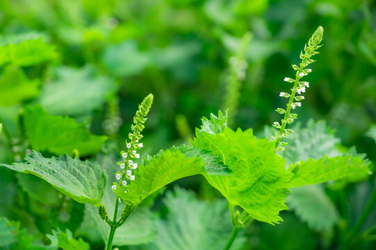 花穂紫蘇 の画像 344 件の Stock 写真 ベクターおよびビデオ Adobe Stock