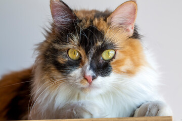 Long haired calico cat cute