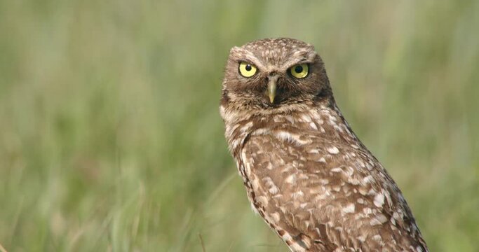 Burrowing owl looking at camera