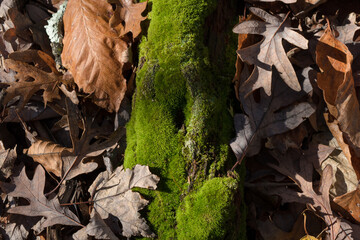 Autumn leaves in the forest