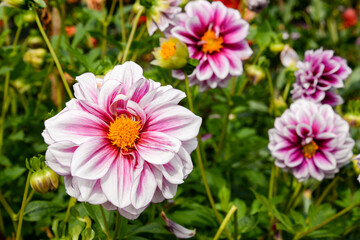 pink and white dahlia  flowers in garden