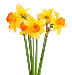 narcissus