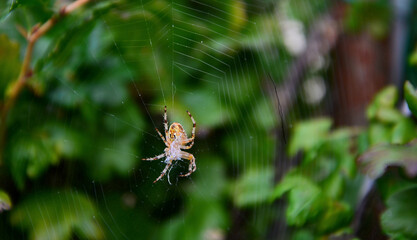 Spinne wartet auf beute im Netz