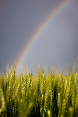 Naklejka premium Rainbow Over Wheat Field