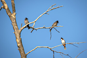 Three Red vented bulbul sitting on dry tree branch with clear blue sky background