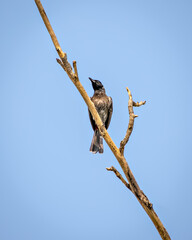 Red vented bulbul sitting on dry tree branch with clear blue sky background.