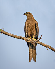 Close up image of Black kite(Milvus migrans) bird with nictitating membarane, sitting on top of tree.