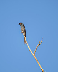 Grey bellied cuckoo (Cacomantis passerinus) sitting on a dry tree branch.