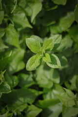 green leaves of a plant