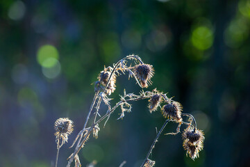 Distel