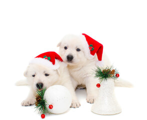 christmas cute puppy on isolated background