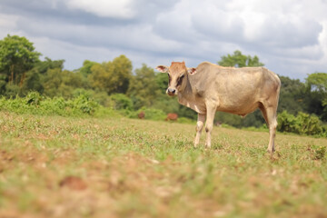 cows in the field