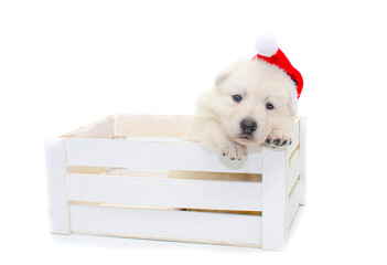 christmas cute puppy on isolated background