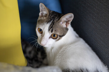 young white-gray cat - 377374082