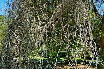 Lianas at the rain forest, Rio de Janeiro, Brazil