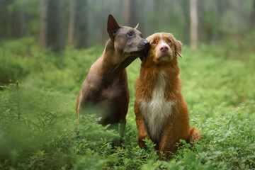 Naklejka na ściany i meble two dogs in the forest. Relationships between Thai Ridgeback and Nova Scotia Duck Tolling Retriever