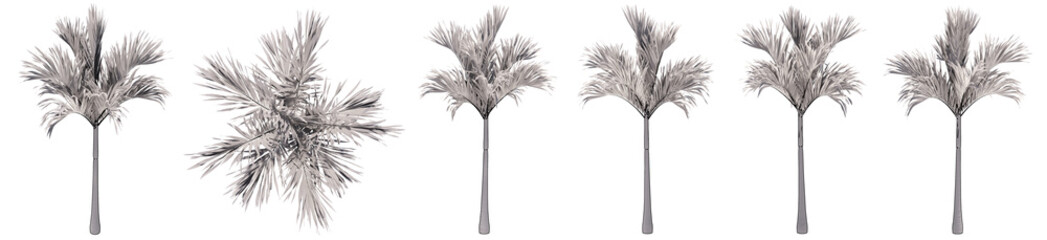 Set or collection of drawings of Palm trees isolated on white background . Concept or conceptual 3d illustration for nature, ecology and conservation, strength and endurance, force and life