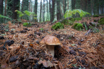 Boletus Edulis in the pine forest surrounded by ferns, Sierra de Guadarrama National Park. In Madrid and Segovia, Spain