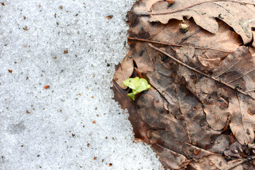 young sprouting plant on snow and ground border in spring