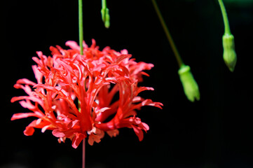 Fringed rosemallow flower (Hibiscus schizopetalus)