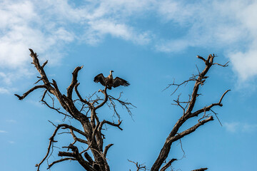 Kruger Park, South Africa. 