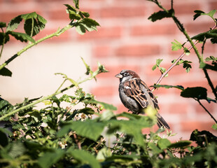 Sparrow on a garden hedge with brick wall in the background