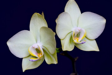 Naklejka na ściany i meble Light green orchids against a dark background.