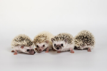 Cute babies hedgehog on white background
