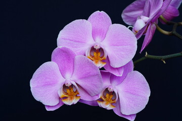 Fototapeta na wymiar Purple orchids against a dark background.