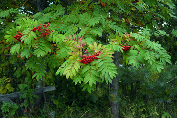 Rowan berries and leaves in the garden