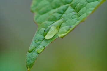 Green leaf with a drop of water.