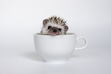 Cute baby hedgehog in a cup on white background © remiphotography