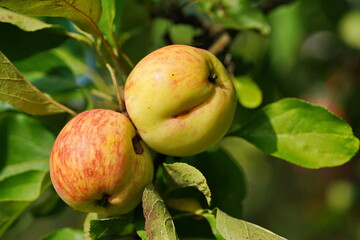 Two red-yellow apples on an apple tree.