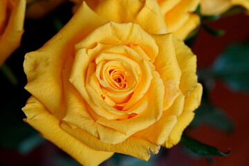 Yellow rose against a dark background.