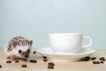 Cute baby hedgehog and a cup on the table
