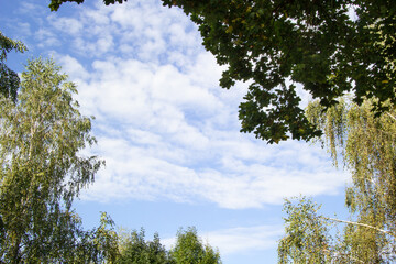 Bright blue sky with small white clouds. At the edges of the branches are different maple trees, birch trees, lime.